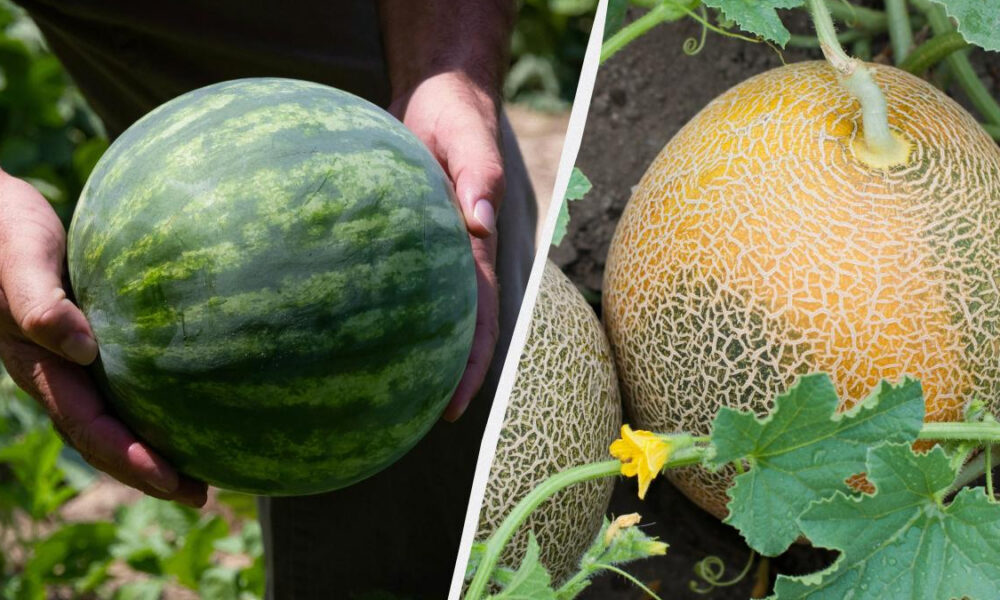 Left: person holding a green watermelon; right: cantaloupes ripening on vines.