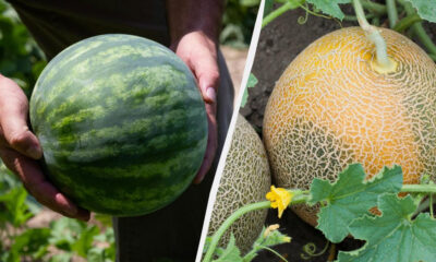 Left: person holding a green watermelon; right: cantaloupes ripening on vines.