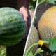 Left: person holding a green watermelon; right: cantaloupes ripening on vines.