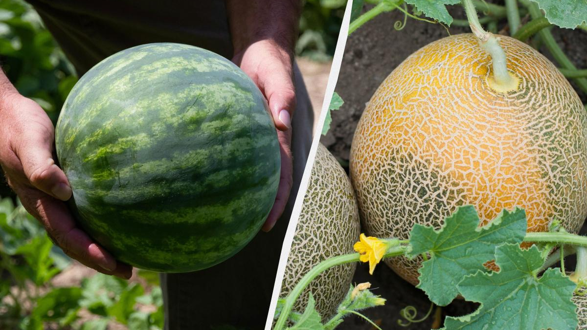 Left: person holding a green watermelon; right: cantaloupes ripening on vines.
