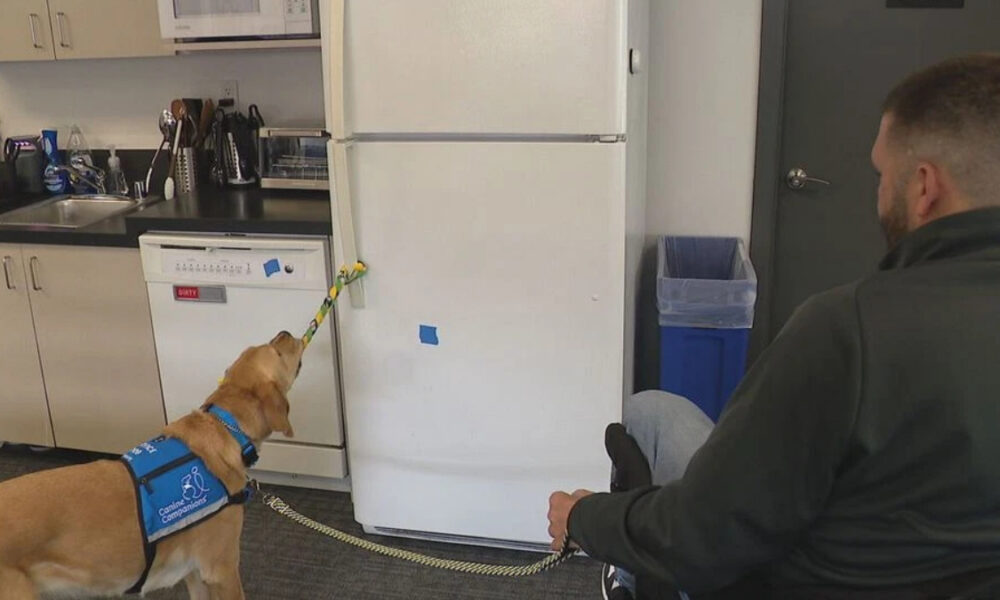Service dog wearing a blue Canine Companions vest pulls on a striped rope connected to a fridge in a kitchen, with a person seated nearby.