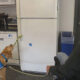 Service dog wearing a blue Canine Companions vest pulls on a striped rope connected to a fridge in a kitchen, with a person seated nearby.