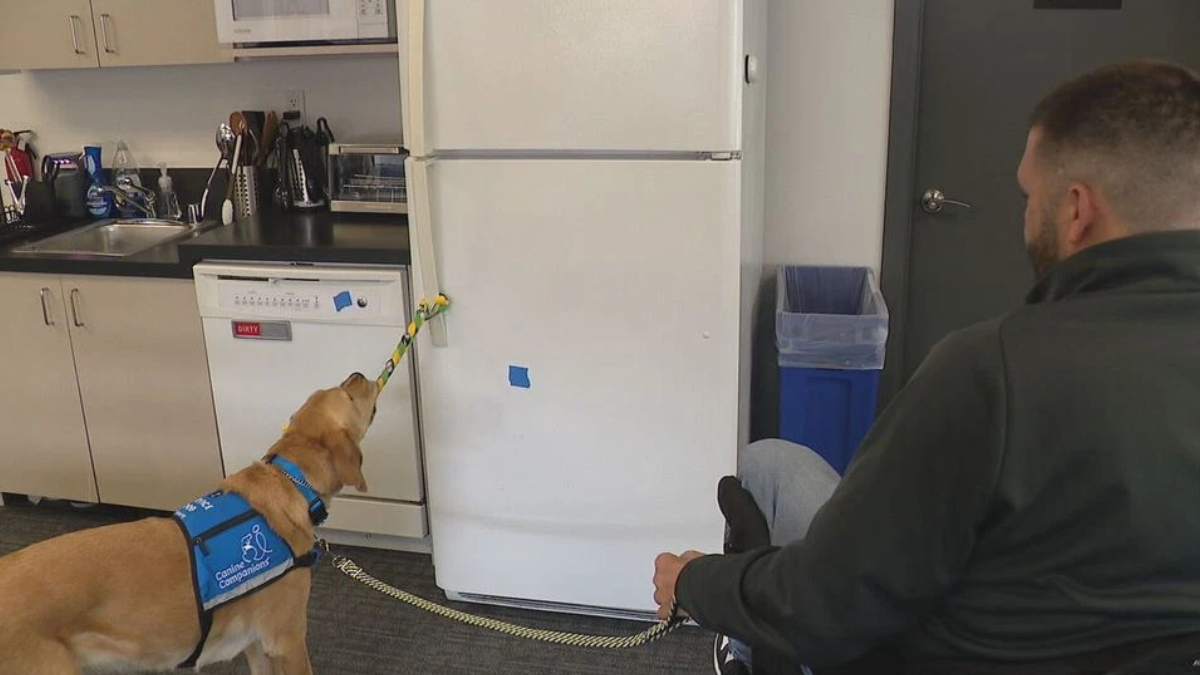 Service dog wearing a blue Canine Companions vest pulls on a striped rope connected to a fridge in a kitchen, with a person seated nearby.