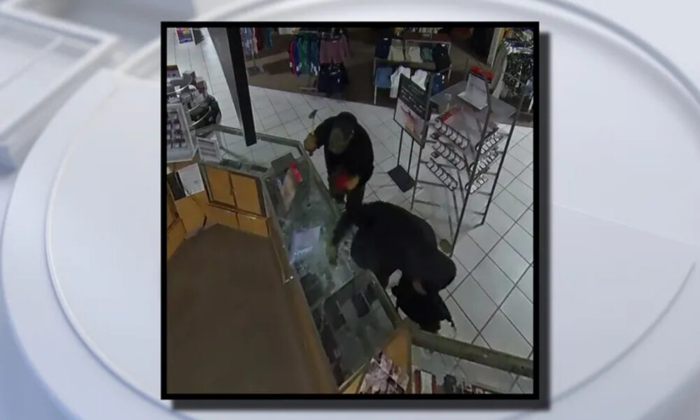 Security camera still of two masked individuals inside a store, leaning over a glass display case near the checkout area, appearing to steal items.