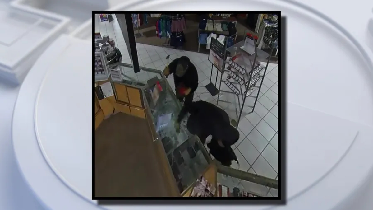 Security camera still of two masked individuals inside a store, leaning over a glass display case near the checkout area, appearing to steal items.