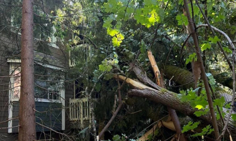 Fallen tree branches and a broken trunk in a yard beside a house, with green leaves overhead and debris on the ground.