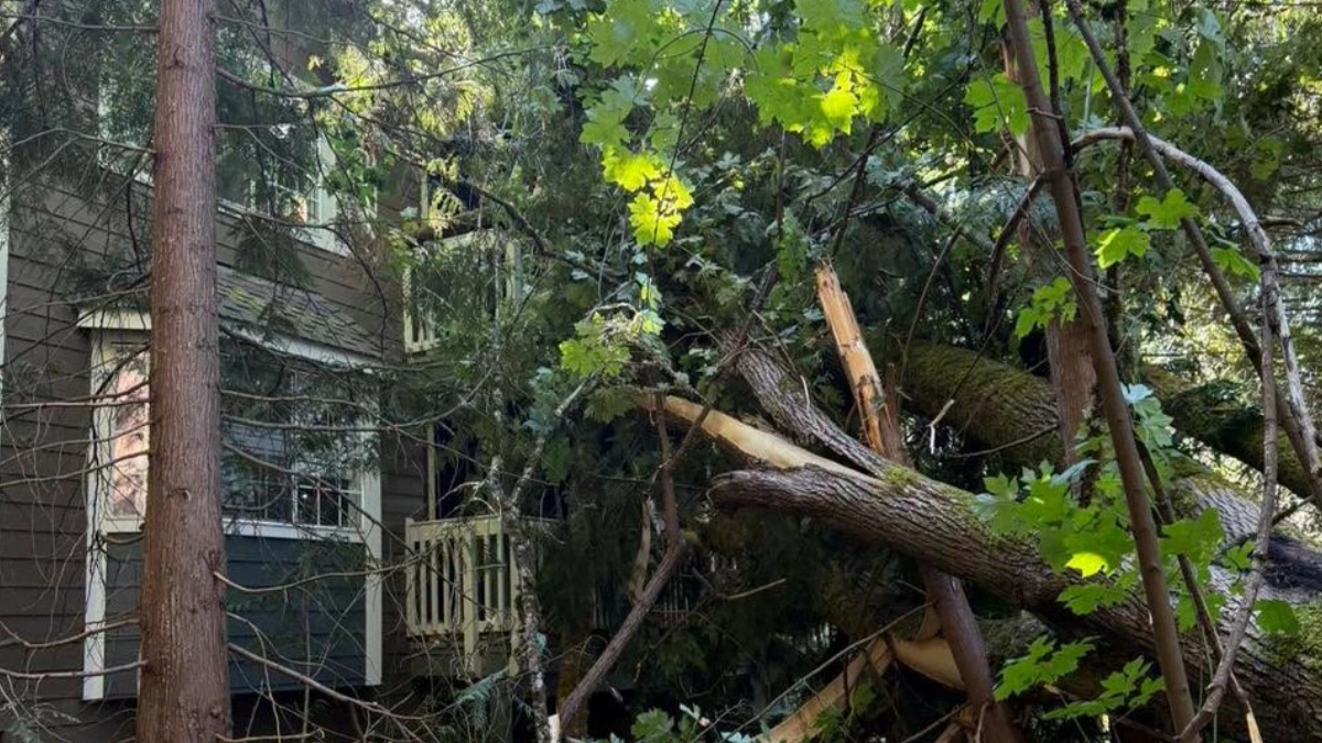 Fallen tree branches and a broken trunk in a yard beside a house, with green leaves overhead and debris on the ground.
