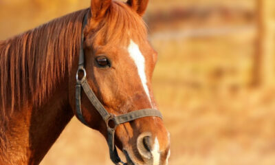 Close-up of a chestnut horse wearing a gray halter, with a white blaze on its face, in warm outdoor light.