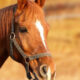 Close-up of a chestnut horse wearing a gray halter, with a white blaze on its face, in warm outdoor light.