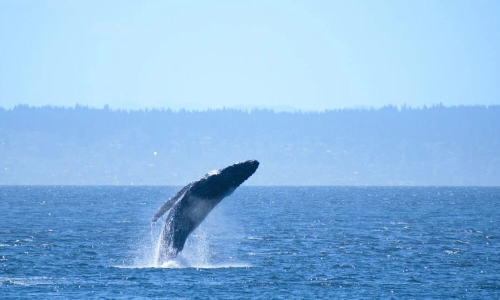 Whale's tail (fluke) rising above the ocean water as spray splashes around it, with a distant horizon.