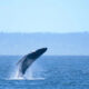 Whale's tail (fluke) rising above the ocean water as spray splashes around it, with a distant horizon.
