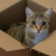 Cat in an open cardboard box, looking up at the camera with wide eyes on a wooden floor.