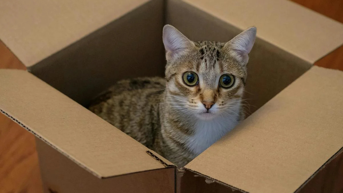 Cat in an open cardboard box, looking up at the camera with wide eyes on a wooden floor.