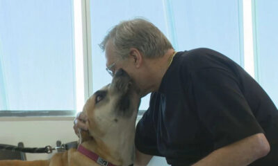 Man in a dark shirt leans to kiss a large tan dog with a pink collar in a bright room by a window.