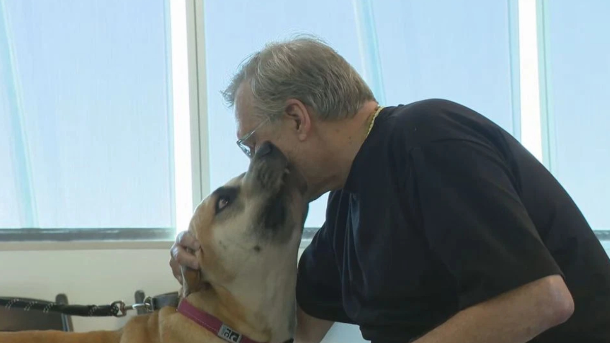 Man in a dark shirt leans to kiss a large tan dog with a pink collar in a bright room by a window.