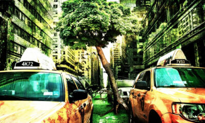 Tree growing between two yellow taxis on a city street with tall buildings in the background.