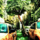 Tree growing between two yellow taxis on a city street with tall buildings in the background.