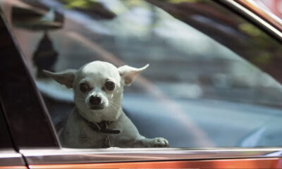 Small white chihuahua peering through a car window with ears perked up, looking at the camera game.]