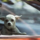Small white chihuahua peering through a car window with ears perked up, looking at the camera game.]