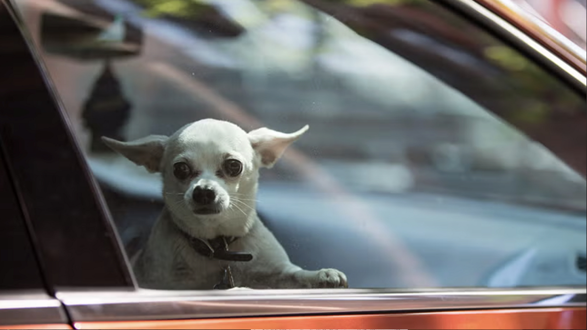 Small white chihuahua peering through a car window with ears perked up, looking at the camera game.]