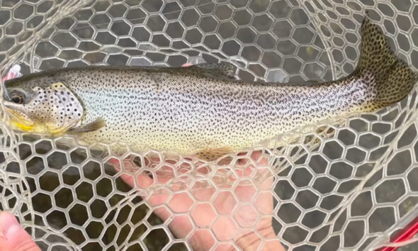 Rainbow trout held in a hexagonal net over clear water, showing spotted body and pinkish belly.
