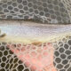 Rainbow trout held in a hexagonal net over clear water, showing spotted body and pinkish belly.