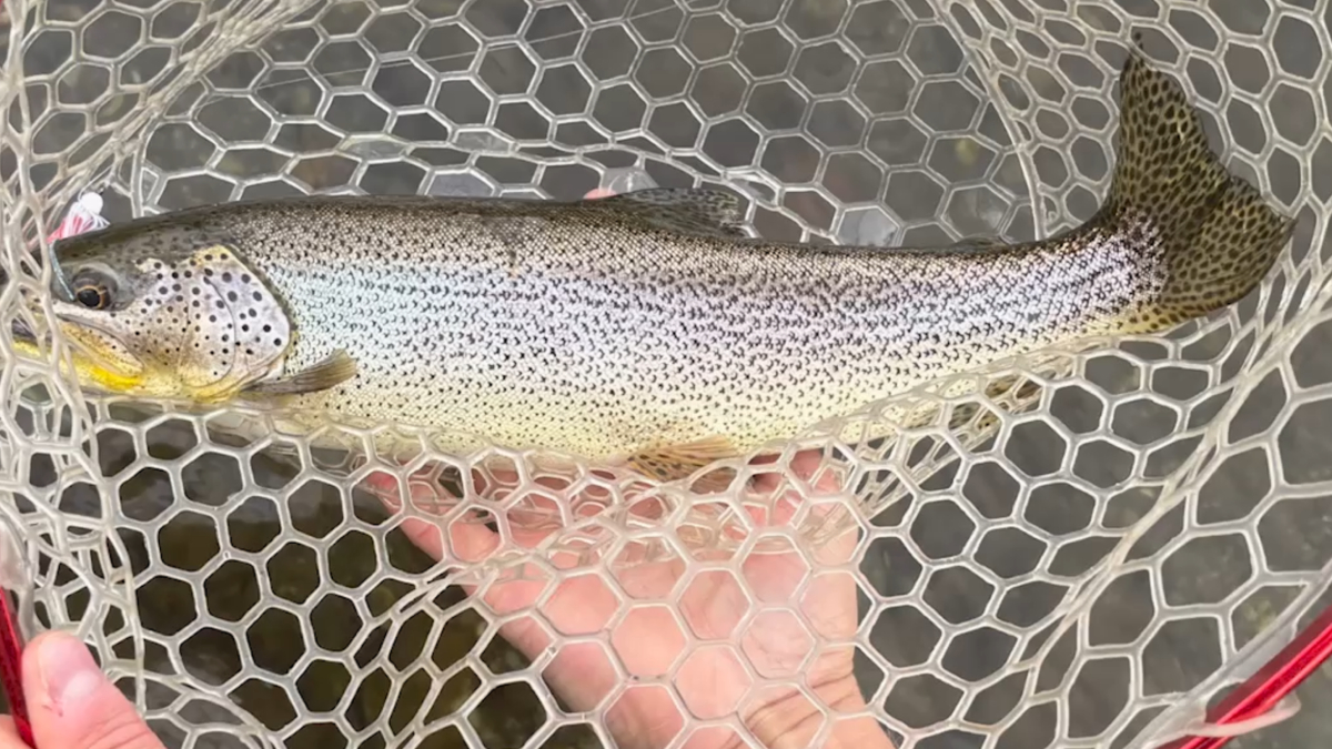 Rainbow trout held in a hexagonal net over clear water, showing spotted body and pinkish belly.