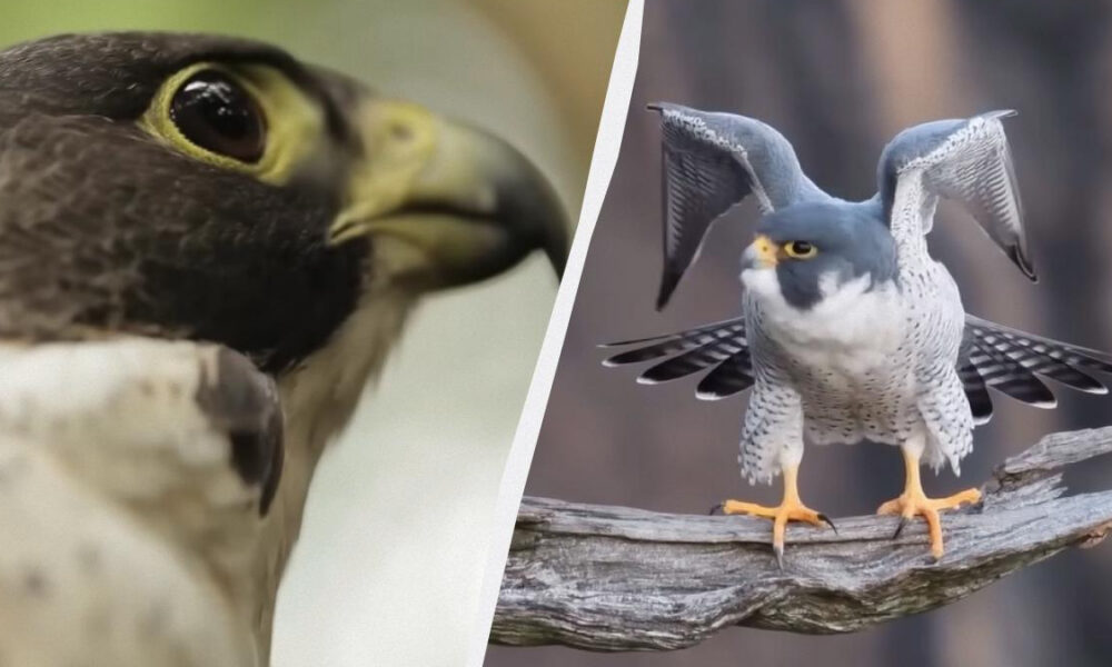 Split image: close-up of a raptor's eye on the left and a falcon with wings spread perched on a weathered branch on the right.
