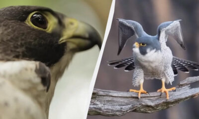 Split image: close-up of a raptor's eye on the left and a falcon with wings spread perched on a weathered branch on the right.