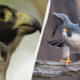 Split image: close-up of a raptor's eye on the left and a falcon with wings spread perched on a weathered branch on the right.