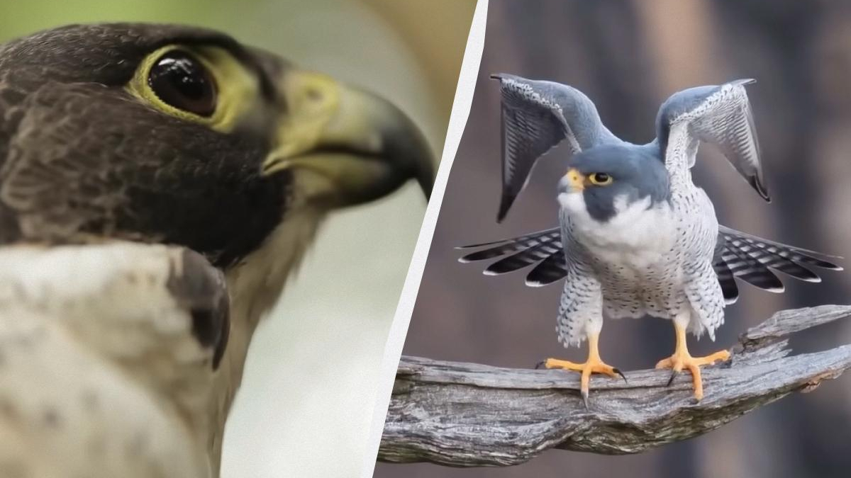 Split image: close-up of a raptor's eye on the left and a falcon with wings spread perched on a weathered branch on the right.