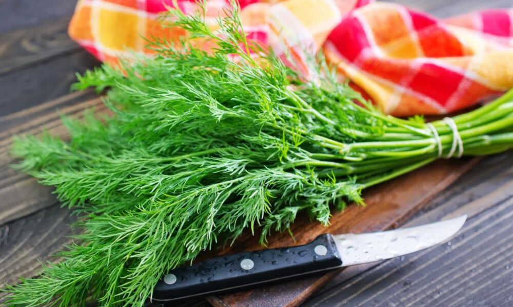 Fresh dill bouquet tied with string on a wooden cutting board beside a kitchen knife and a red-yellow checkered towel.