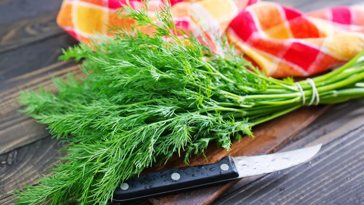 Fresh dill bouquet tied with string on a wooden cutting board beside a kitchen knife and a red-yellow checkered towel.