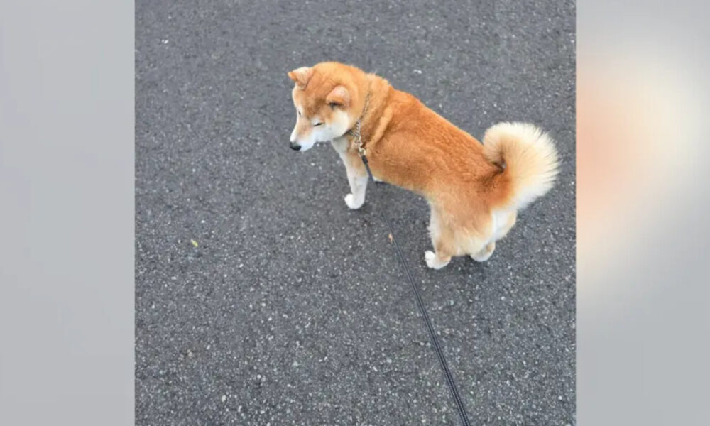 Shiba Inu on a leash standing on a gray asphalt road, tail curled high.