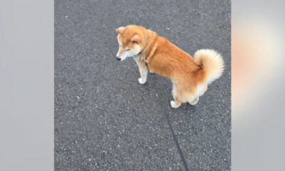 Shiba Inu on a leash standing on a gray asphalt road, tail curled high.