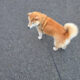 Shiba Inu on a leash standing on a gray asphalt road, tail curled high.