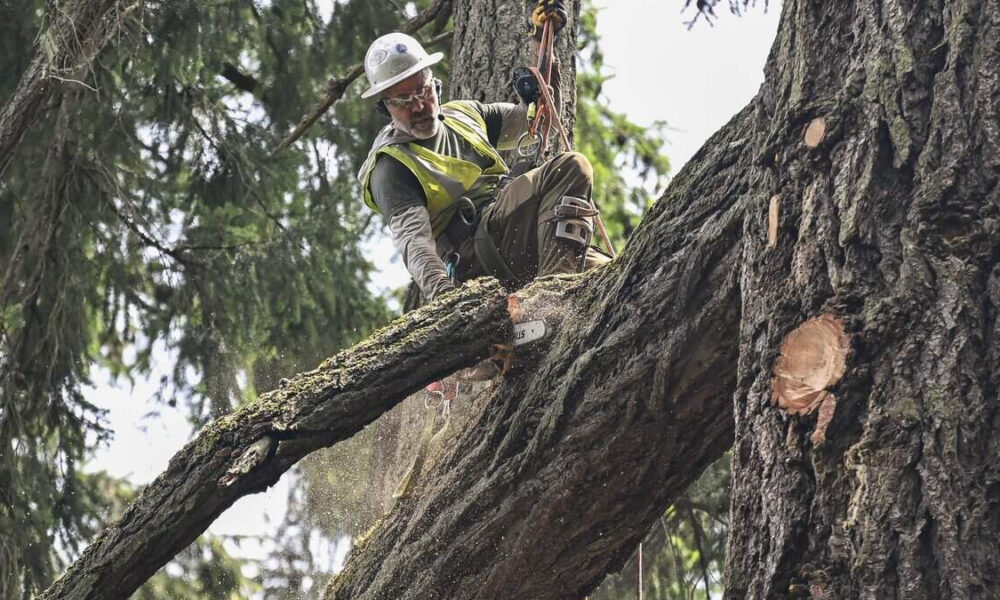 Arborist in a hard hat and high-visibility vest sits on a large tree branch, cutting it with a chainsaw while secured in a harness.