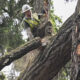 Arborist in a hard hat and high-visibility vest sits on a large tree branch, cutting it with a chainsaw while secured in a harness.