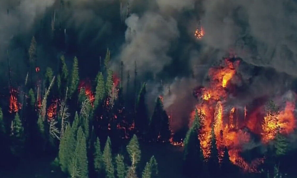 Wildfire burning through a dense pine forest with orange flames and dark smoke.