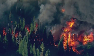 Wildfire burning through a dense pine forest with orange flames and dark smoke.