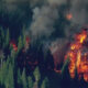 Wildfire burning through a dense pine forest with orange flames and dark smoke.
