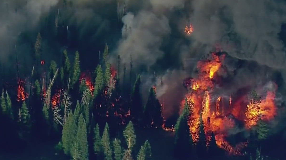 Wildfire burning through a dense pine forest with orange flames and dark smoke.