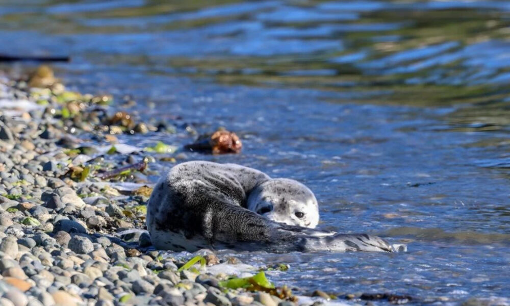 Seal pup resting on a pebbled shoreline as gentle waves lap the water nearby.