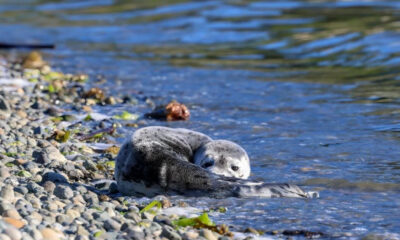 Seal pup resting on a pebbled shoreline as gentle waves lap the water nearby.