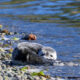 Seal pup resting on a pebbled shoreline as gentle waves lap the water nearby.