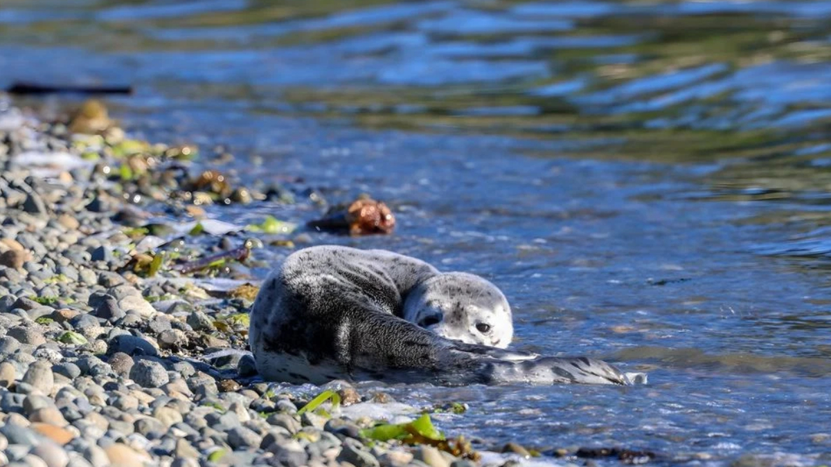 Seal pup resting on a pebbled shoreline as gentle waves lap the water nearby.