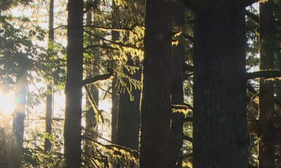 Sunlight filters through tall pine trees in a sunlit forest scene, branches glowing with warm light.