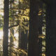 Sunlight filters through tall pine trees in a sunlit forest scene, branches glowing with warm light.