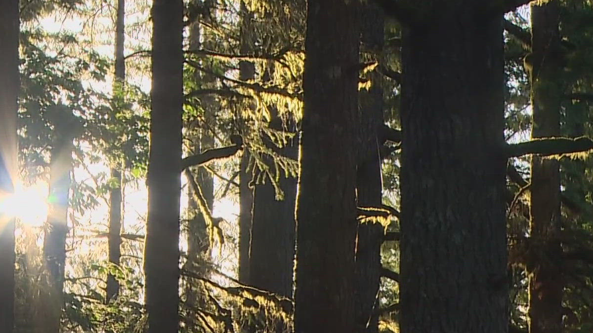 Sunlight filters through tall pine trees in a sunlit forest scene, branches glowing with warm light.