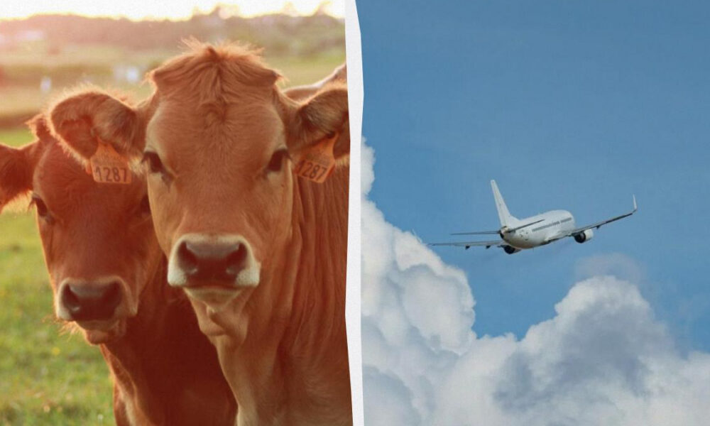 Two cows in a field on the left, and a white passenger plane taking off on the right against a blue sky.